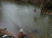 Playing out a chub Biggleswade Common